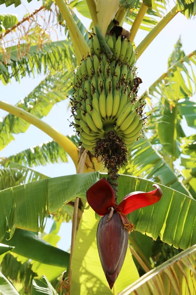 Banana Tree Bananas Crescendo Uma Árvore Banana Bando Bananas Fundo — Fotografia de Stock