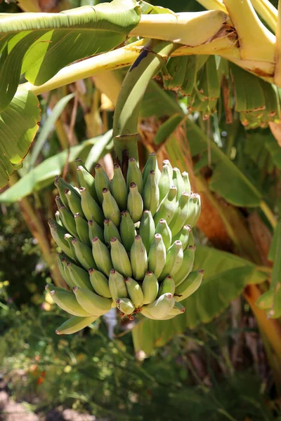 Bananenboom Bananen Groeien Een Bananenboom Wat Banaan Bananenboom Achtergrond Verse — Stockfoto