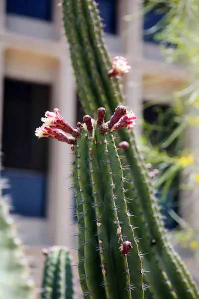 Cactus Flowers. Flowering Cacti  in a garden for all to enjoy. Cacti bloom flowers to be pollinated so they can make seeds to continue their next generation of life.