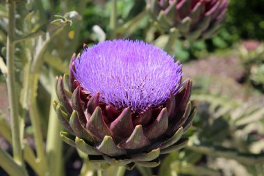 Bahçede büyüyen pembe çiçek