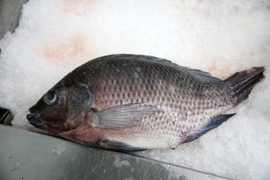 Buz yakın çekim üzerinde taze balık,