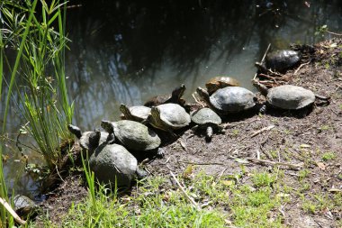 Red Eared Slider Turtles. The red-eared slider or red-eared terrapin is a subspecies of the pond slider, a semi aquatic turtle. It is the most popular pet turtle in the USA. 