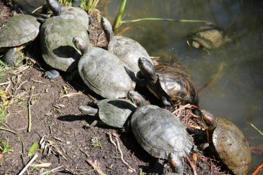 Red Eared Slider Turtles. The red-eared slider or red-eared terrapin is a subspecies of the pond slider, a semi aquatic turtle. It is the most popular pet turtle in the USA. 