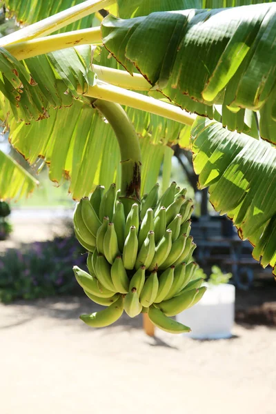 Banana Tree Bananas Growing Banana Tree Bunch Banana Banana Tree — Stok fotoğraf