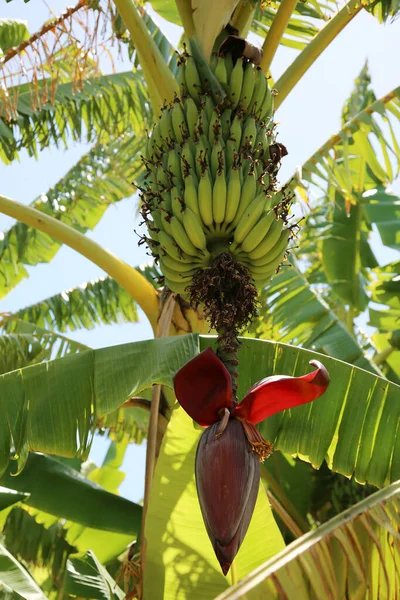 Банановое Дерево Бананы Растущие Банановом Дереве Куча Бананов Банановое Дерево — стоковое фото