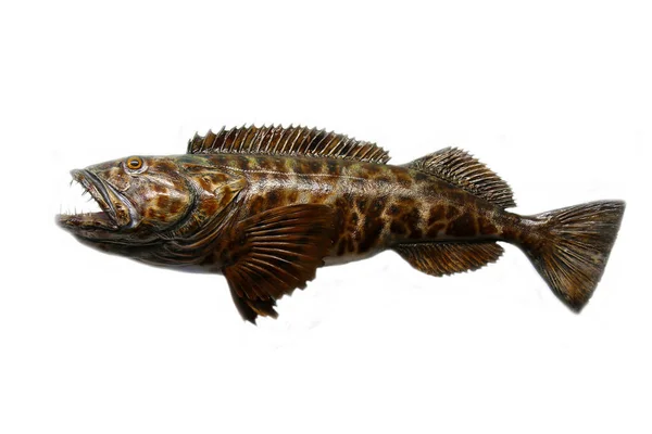 Peixe Peixe Taxidermia Isolado Branco Peixe Exótico Recheado Montado Sobre — Fotografia de Stock