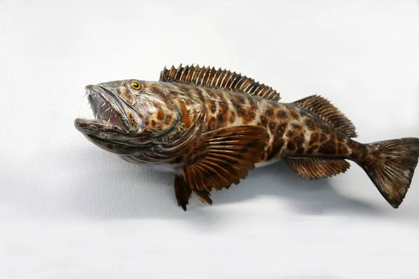 Taxidermy fish Stock Photos, Royalty Free Taxidermy fish Images