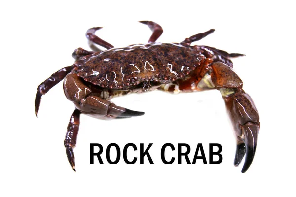 Close Shot Rock Crab Isolated White — Stock Photo, Image