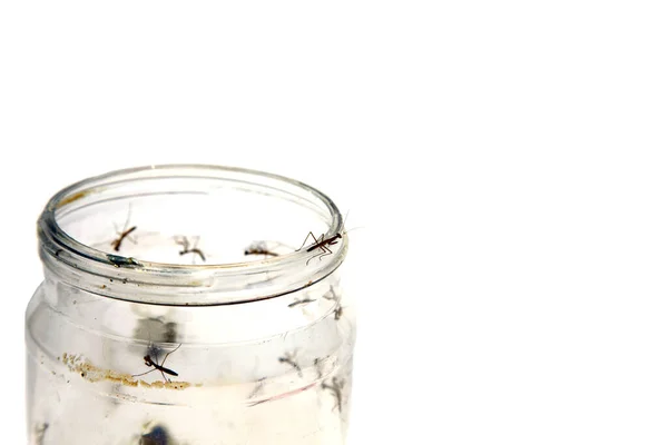 Praying Mantis New Born Praying Mantis Empty Jar Isolated White — Stock Photo, Image