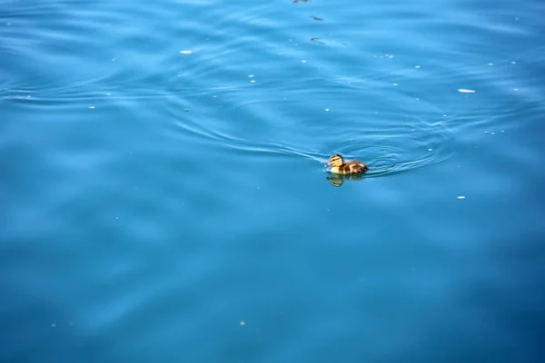 Kiskacsa Vízben — Stock Fotó