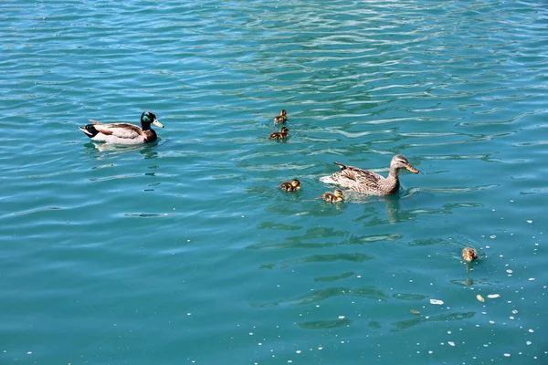 Ducks Ducklings River — Stock Photo, Image