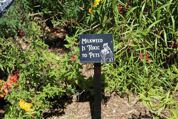Costa Mesa California Usa October 2022 Milkweed Toxic Pets Warning — Stock Photo, Image