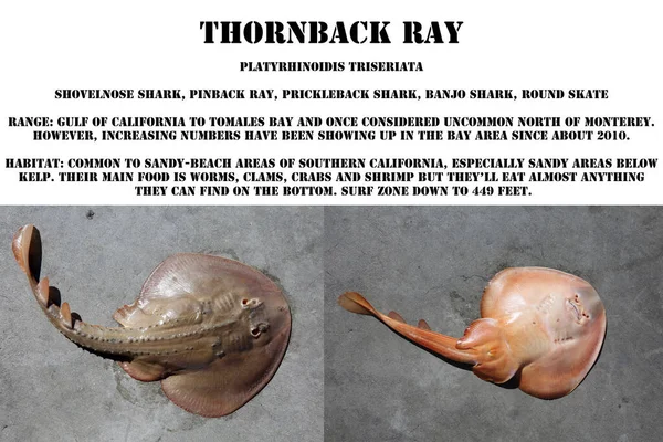 Information Thornback Ray — 스톡 사진