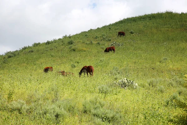 Atlar Atlar Inekler Bahar Günü Çimen Yemekten Zevk Alırlar Atlar — Stok fotoğraf