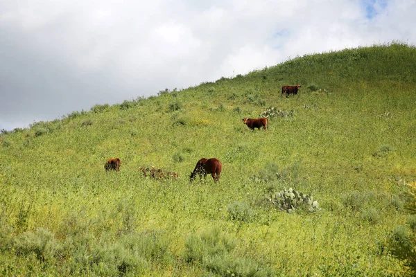 马和牛喜欢在春天吃草 马儿在草地上吃草 春日下午 奶牛喜欢在田野里吃草 新种植的草和植物供食用 — 图库照片