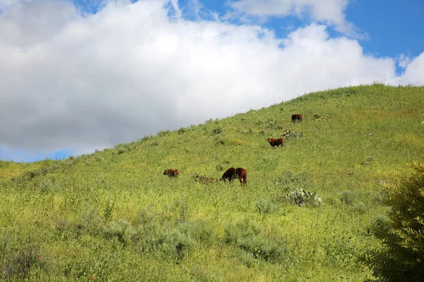 马和牛喜欢在春天吃草 马儿在草地上吃草 春日下午 奶牛喜欢在田野里吃草 新种植的草和植物供食用 — 图库照片