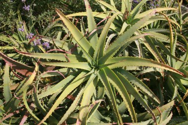 Vera Bitkisi Aloe. Güney Kaliforniya 'da büyüyen Aloe Vera. Aloe Vera, Aloe cinsinin sulu bir bitki türüdür. Yayılmıştır ve bazı alanlarda istilacı bir tür olarak kabul edilir..