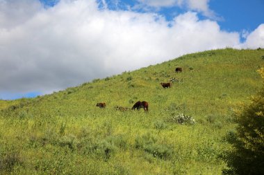 Horses. Horses and Cows enjoying eating grasses on a spring day. Horses eat grass in the meadow in Spring. Cows Enjoy Eating Grass in a field on a Spring Afternoon. Fresh grown grass and plants to eat