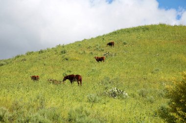 Horses. Horses and Cows enjoying eating grasses on a spring day. Horses eat grass in the meadow in Spring. Cows Enjoy Eating Grass in a field on a Spring Afternoon. Fresh grown grass and plants to eat