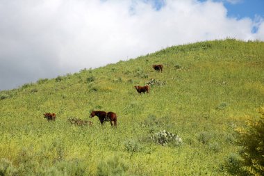 Horses. Horses and Cows enjoying eating grasses on a spring day. Horses eat grass in the meadow in Spring. Cows Enjoy Eating Grass in a field on a Spring Afternoon. Fresh grown grass and plants to eat