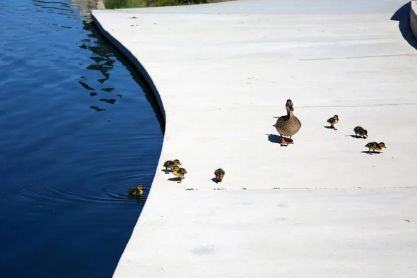 Stockente Entenmutter Mit Ihren Sieben Jungtieren Entenbabys Mit Ihrer Mama — Stockfoto