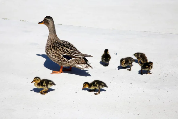 Mallard Duck Moeder Mallard Duck Met Haar Zeven Jongen Baby — Stockfoto