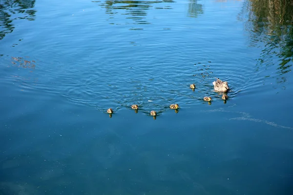 Kaczka Krzyżówka Matka Mallard Duck Siedmioma Hatchlingami Małe Kaczki Mamusią — Zdjęcie stockowe