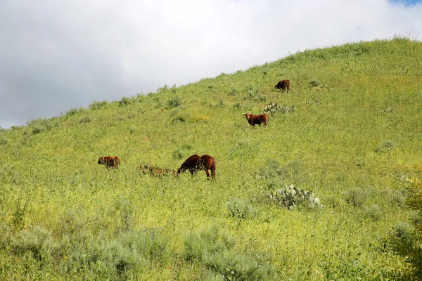 Konie Konie Krowy Jedzą Trawy Wiosenny Dzień Konie Jedzą Trawę — Zdjęcie stockowe