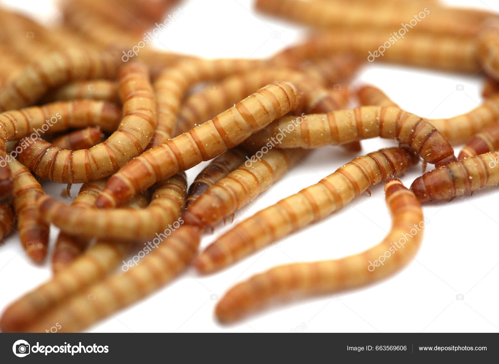Mealworms Larval Form Mealworm Beetle Tenebrio Molitor Species Darkling