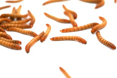 Yemek solucanları, kurtçuk böceğinin larva halidir. Tenebrio Molitor koyu renkli bir böcek türüdür. Yemek solucanları evcil hayvanlar için ya da balıkçılar tarafından yem olarak kullanılır. Solucanlar insanlar için yenilebilir..