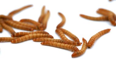 Yemek solucanları, kurtçuk böceğinin larva halidir. Tenebrio Molitor koyu renkli bir böcek türüdür. Yemek solucanları evcil hayvanlar için ya da balıkçılar tarafından yem olarak kullanılır. Solucanlar insanlar için yenilebilir..