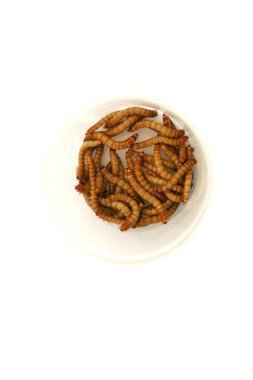 Yemek solucanları, kurtçuk böceğinin larva halidir. Tenebrio Molitor koyu renkli bir böcek türüdür. Yemek solucanları evcil hayvanlar için ya da balıkçılar tarafından yem olarak kullanılır. Solucanlar insanlar için yenilebilir..