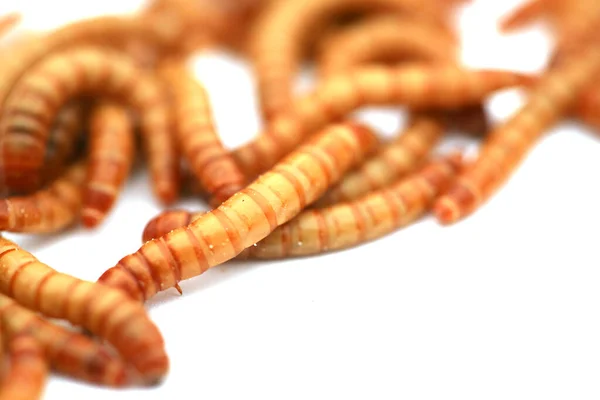 Los Gusanos Comida Son Forma Larval Del Escarabajo Gusano Comida — Foto de Stock