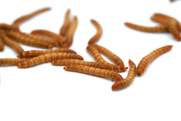 Vermes Farináceos São Forma Larval Besouro Tenebrio Molitor Uma Espécie — Fotografia de Stock
