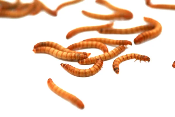 Yemek Solucanları Kurtçuk Böceğinin Larva Halidir Tenebrio Molitor Koyu Renkli — Stok fotoğraf
