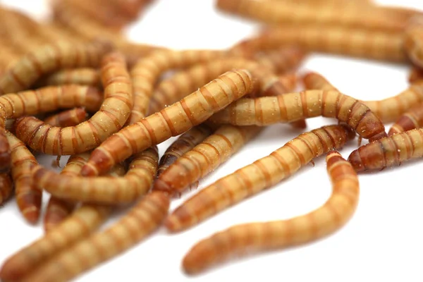 Mealworms Larval Form Mealworm Beetle Tenebrio Molitor Species Darkling Beetle — Stock Photo, Image