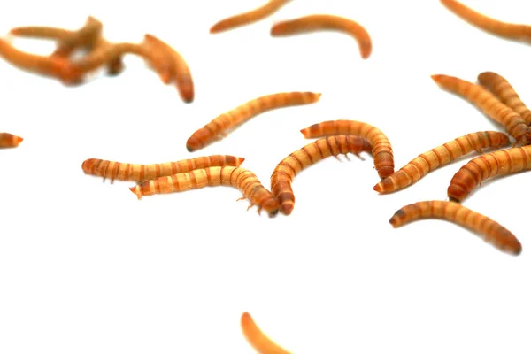 Vermes Farináceos São Forma Larval Besouro Tenebrio Molitor Uma Espécie — Fotografia de Stock