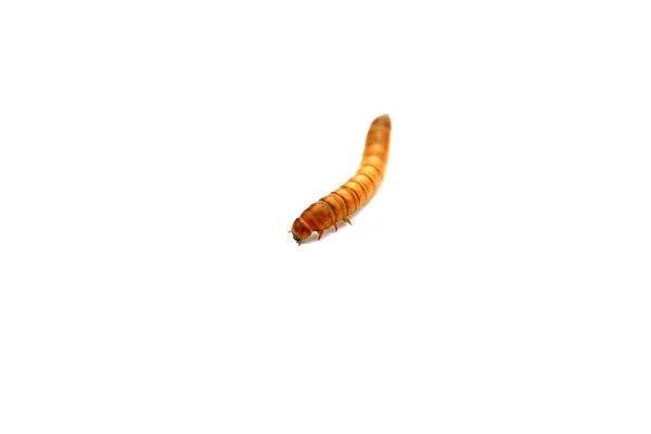 Maalwormen Zijn Larvale Vorm Van Meelworm Tenebrio Molitor Een Keversoort — Stockfoto
