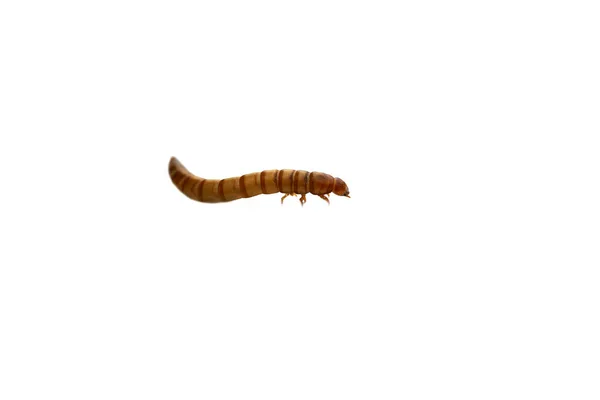 肉线虫是肉线虫的幼虫 Tenebrio鼹鼠是一种黑暗的甲虫 蚯蚓被用作宠物的食物或渔民的饵 蚯蚓是人类可以吃的 — 图库照片