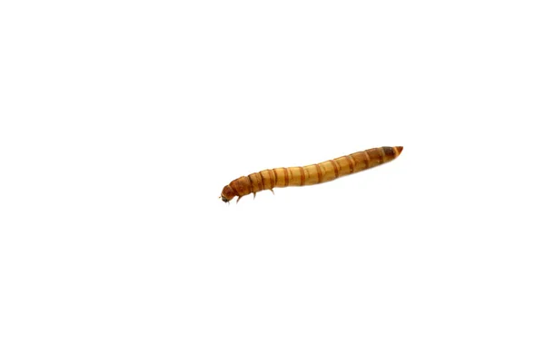 Mealworms Larval Form Mealworm Beetle Tenebrio Molitor Species Darkling Beetle — Stock Photo, Image