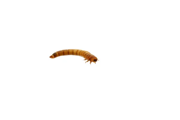 Mealworms Jsou Larvální Forma Červa Červa Brouka Tenebrio Molitor Druh — Stock fotografie