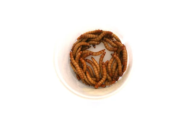 Los Gusanos Comida Son Forma Larval Del Escarabajo Gusano Comida —  Fotos de Stock