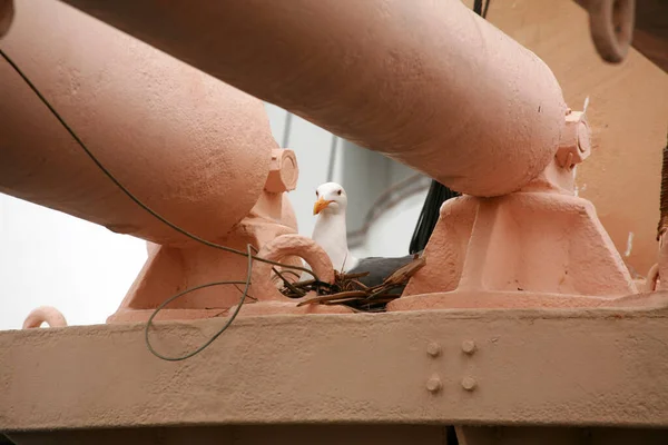 Seagull Seagull Sits Its Eggs Its Bird Nest Seagulls Nest — Stock Photo, Image