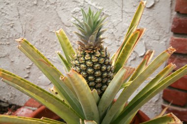 Ananas. Ev yapımı ananas. Verandadaki bir saksıda ananas yetişiyor. Verandada seramik bir saksıda yetişen nefis tropikal meyveler. Sezonun ilk ev yapımı ananas..