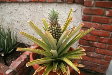 Ananas. Ev yapımı ananas. Verandadaki bir saksıda ananas yetişiyor. Verandada seramik bir saksıda yetişen nefis tropikal meyveler. Sezonun ilk ev yapımı ananas..