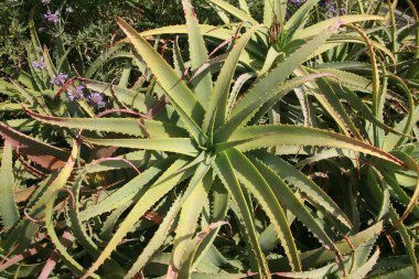 Vera Bitkisi Aloe. Güney Kaliforniya 'da büyüyen Aloe Vera. Aloe Vera, Aloe cinsinin sulu bir bitki türüdür. Yayılmıştır ve bazı alanlarda istilacı bir tür olarak kabul edilir..