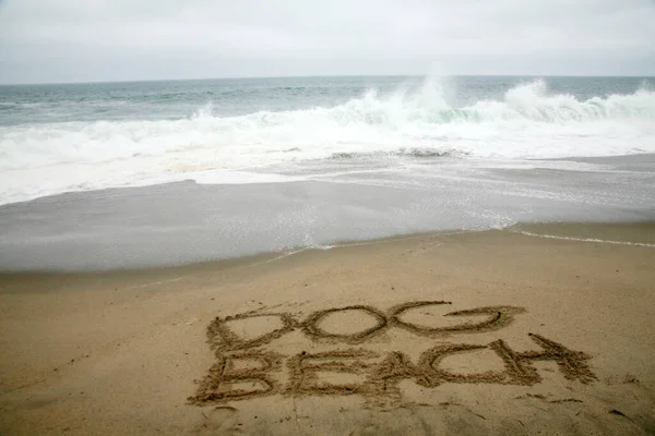 背景として海と砂浜に書かれた犬のビーチ — ストック写真