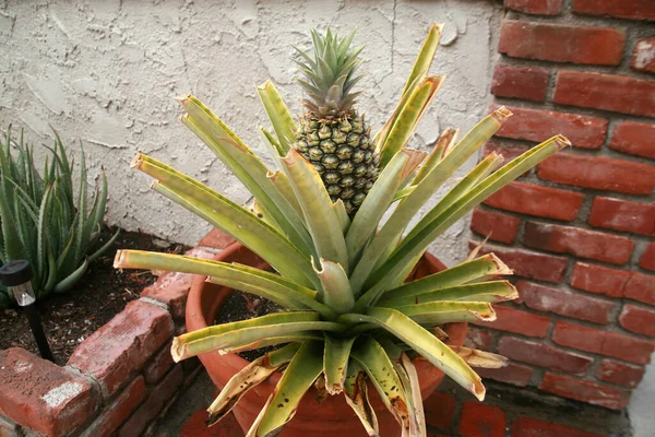 Pineapple Home Grown Pineapple Pineapple Growing Plant Pot Patio Delicious — Stock Photo, Image