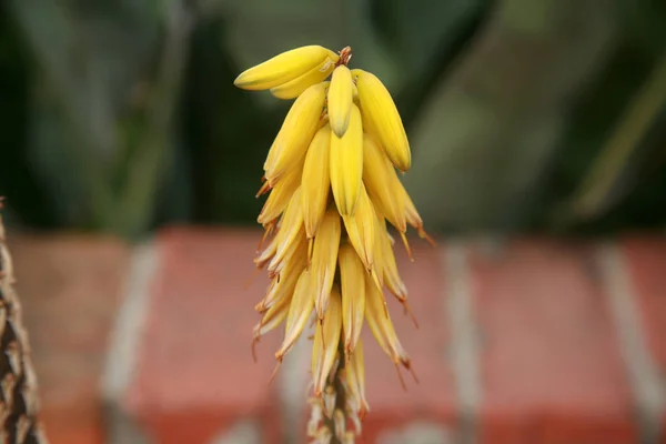 Λουλούδι Αλόης Όμορφα Κίτρινα Λουλούδια Αλόης Βέρα Ανθίζουν Κίτρινο Της — Φωτογραφία Αρχείου
