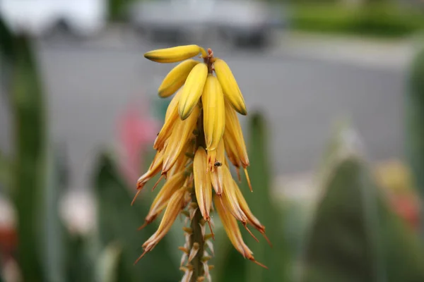 Квітка Алое Віра Яскраві Жовті Квітки Aloe Vera Цвітуть Жовтий — стокове фото
